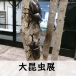 大昆虫展IN東京スカイツリー2019に行ってきたレビュー・内容ご紹介!子供は大興奮!