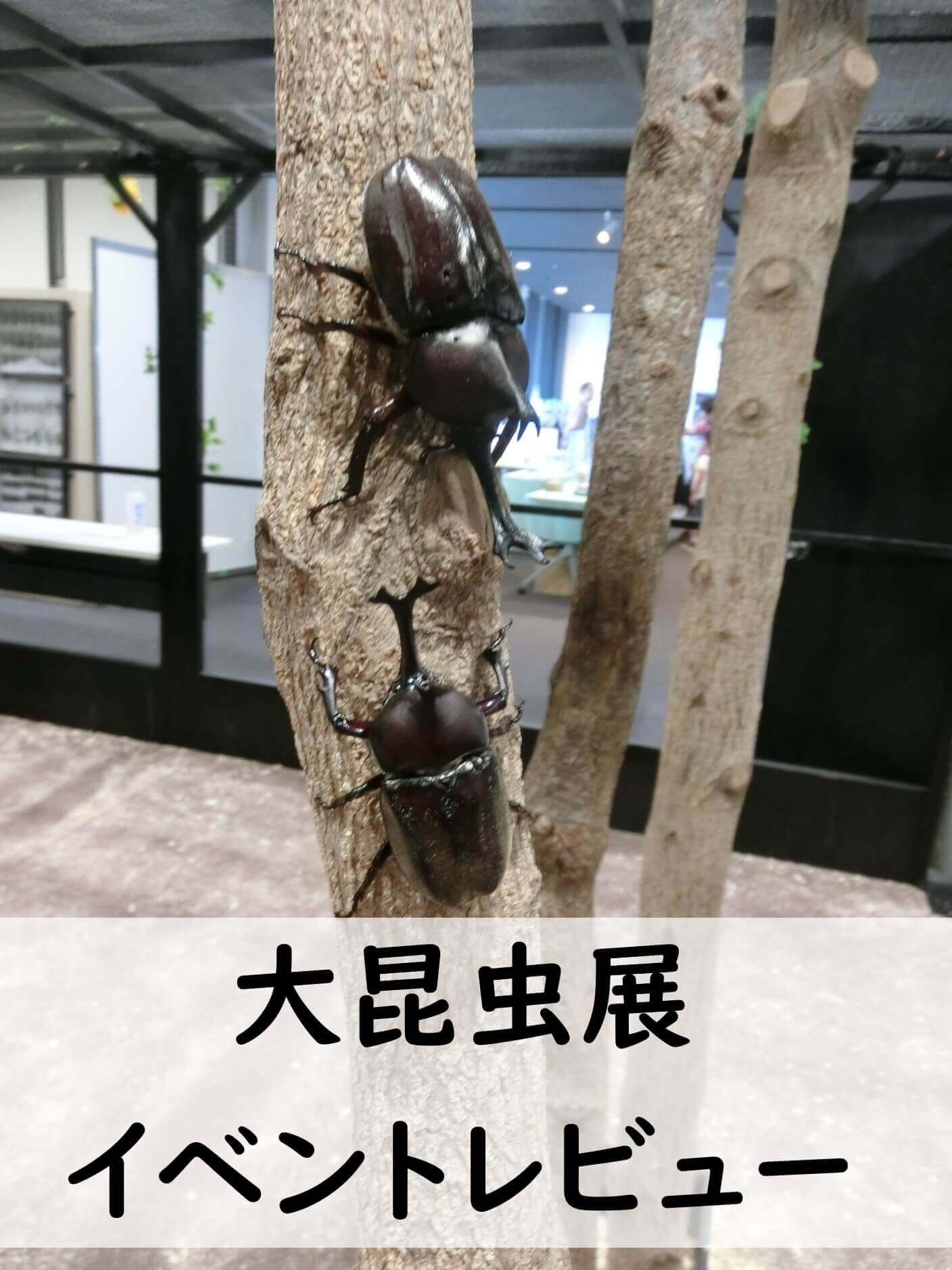 ○手数料無料!! 大昆虫展 in 東京スカイツリータウン ご招待券 4枚